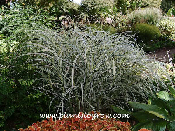 The leaves of Variegated Miscanthus have more white than green.